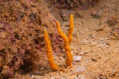 Phycopsis fusiformis