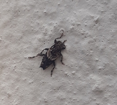 Pogonocherus hispidus