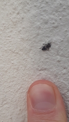 Pogonocherus hispidus