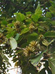 Camptotheca acuminata