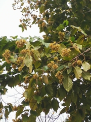 Camptotheca acuminata