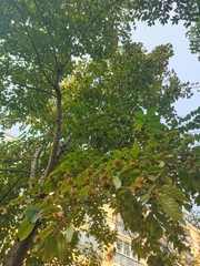 Camptotheca acuminata