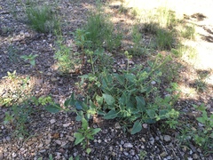 Mirabilis oxybaphoides