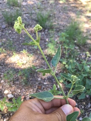 Mirabilis oxybaphoides