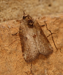 Nycteola indica