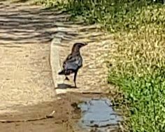 Corvus corone