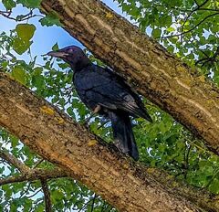 Corvus corone