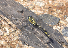 Austrogomphus cornutus