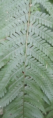 Dryopteris filix-mas