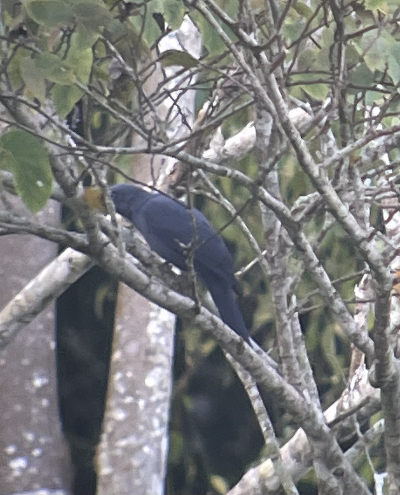 Cerulean Cuckooshrike (Coracina temminckii), photo 3