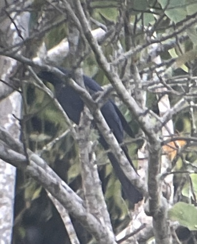 Cerulean Cuckooshrike (Coracina temminckii), photo 9