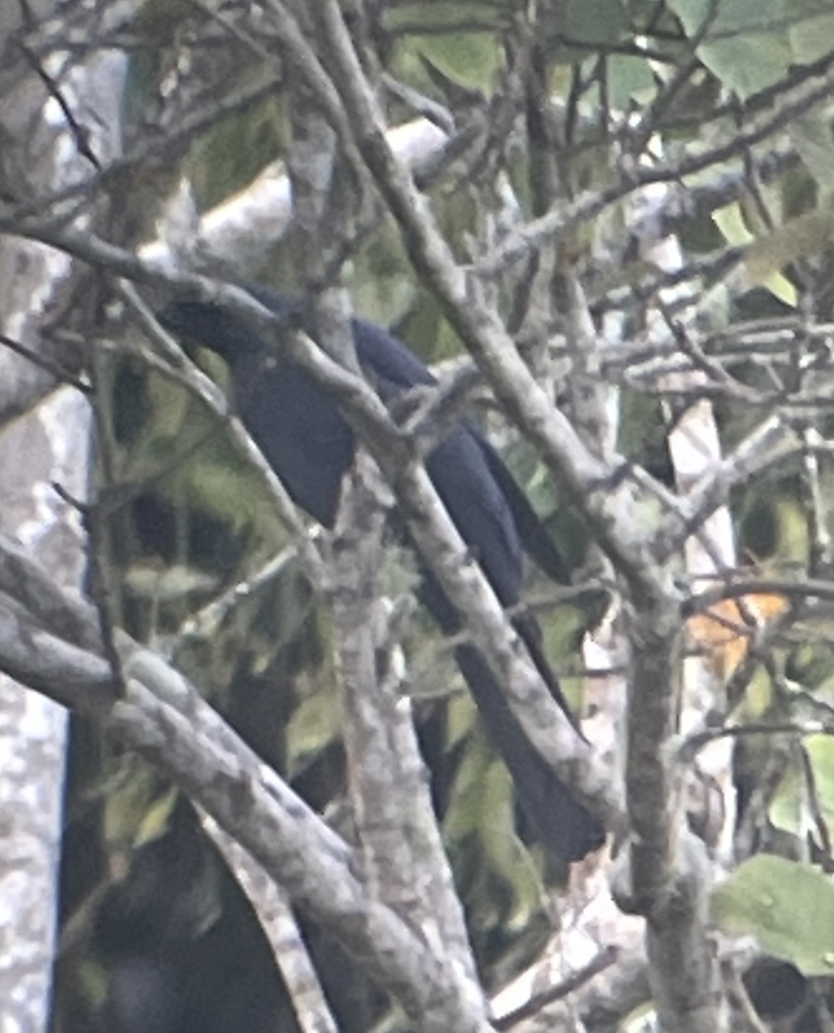 Cerulean Cuckooshrike (Coracina temminckii), photo 5