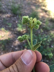 Mirabilis oxybaphoides