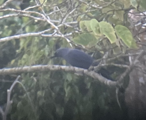 Cerulean Cuckooshrike (Coracina temminckii), photo 6