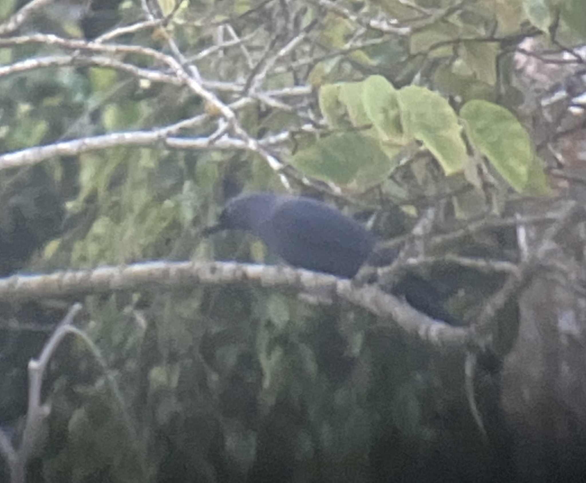 Cerulean Cuckooshrike (Coracina temminckii), photo 4