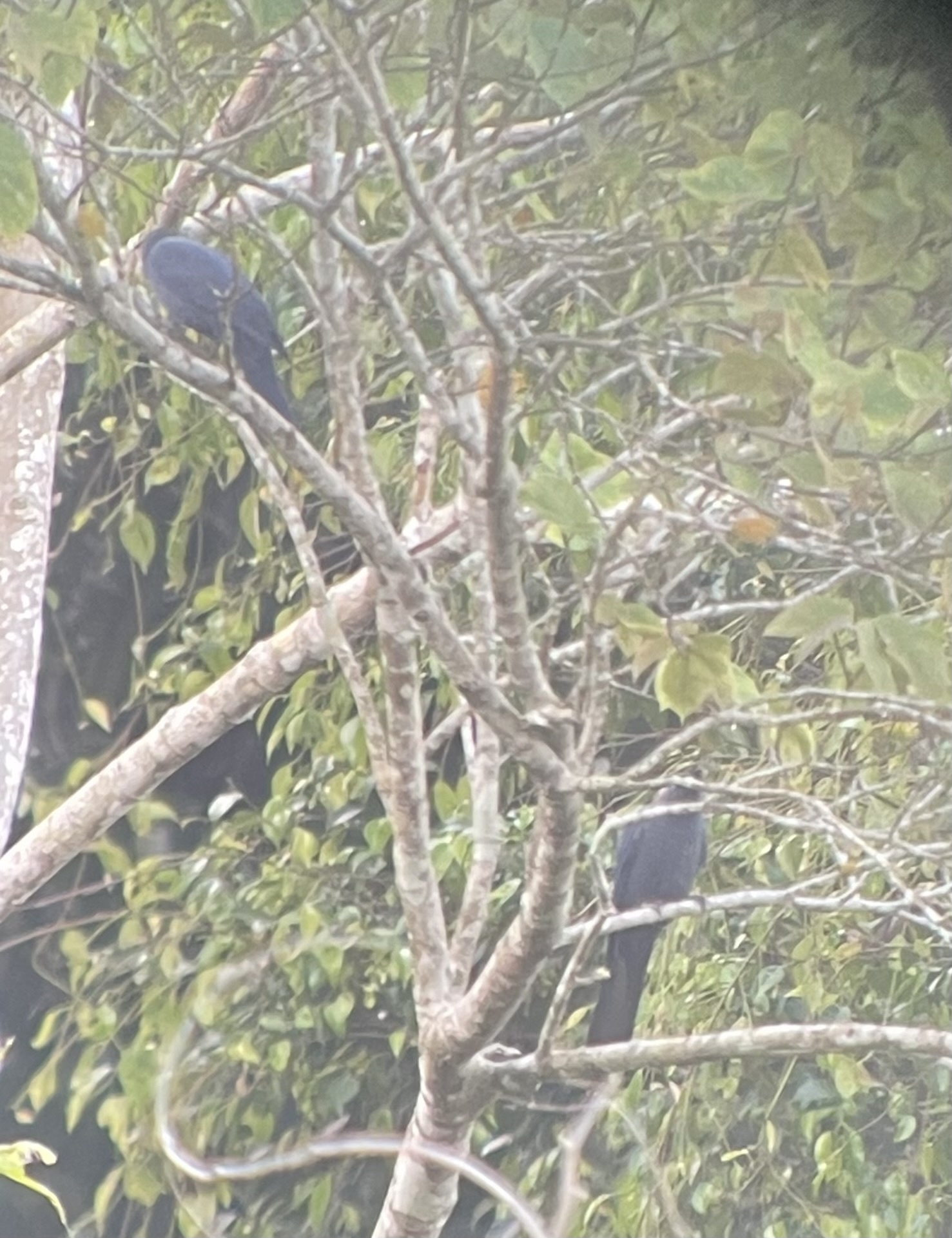 Cerulean Cuckooshrike (Coracina temminckii), photo 6