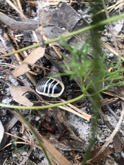 Cosmozosteria bicolor