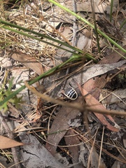 Cosmozosteria bicolor