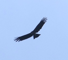 Ictinaetus malaiensis