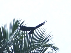 Ictinaetus malaiensis