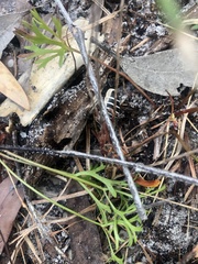 Cosmozosteria bicolor