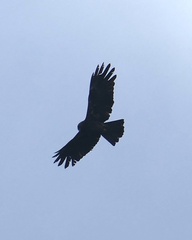 Ictinaetus malaiensis