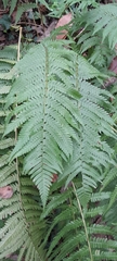 Dryopteris filix-mas