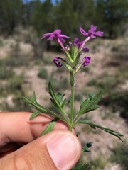 Glandularia pubera
