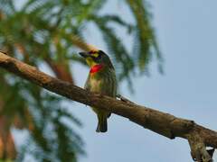 Psilopogon haemacephalus