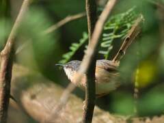 Prinia socialis