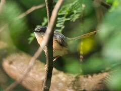 Prinia socialis