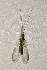 Plesiochrysa atalotis