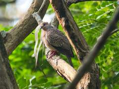 Streptopelia chinensis