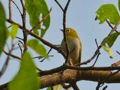 Zosterops palpebrosus