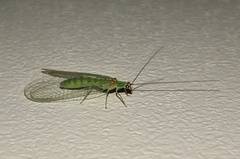 Plesiochrysa atalotis