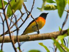 Pericrocotus cinnamomeus