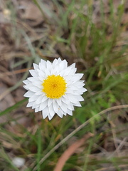 Leucochrysum albicans
