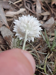 Leucochrysum albicans