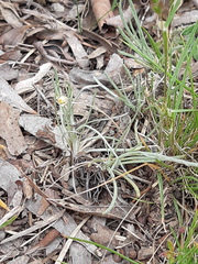 Leucochrysum albicans