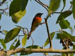 Pericrocotus cinnamomeus