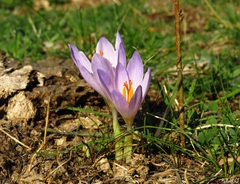 Crocus serotinus