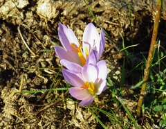 Crocus serotinus