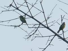 Psilopogon viridis