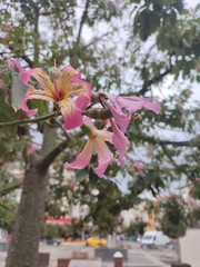 Ceiba speciosa
