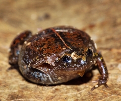 Chiasmocleis capixaba