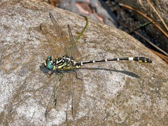 Austrogomphus cornutus