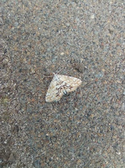 Elophila nymphaeata