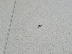 Leptoglossus occidentalis