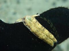 Plakobranchus ocellatus