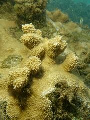 Montipora capitata